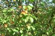 Buy a lot of land, st. ST-Bobri, Ukraine, Bobrovka, Kharkovskiy district, Lviv region, , 450 000