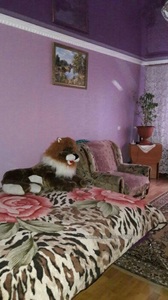 Купити квартиру, Олевская ул., Київ, id 2952