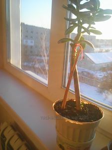 Buy an apartment, Б.Хмельницкого, Eskhar, Chuguevskiy district, Kharkivska, id 117526